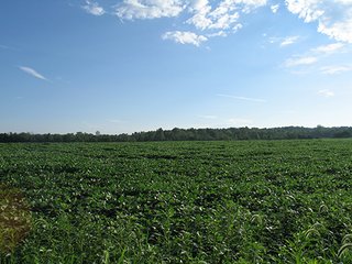 Property photo 12 - 80+/- Acres Land Auction offered in 5 Tracts